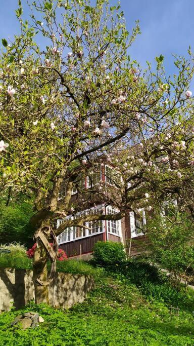 Haus Am Wald Zorge 16+ Gaeste Walkenried 外观 照片