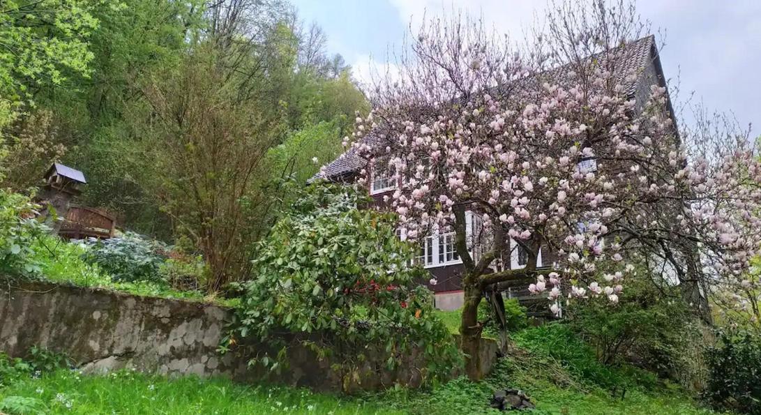 Haus Am Wald Zorge 16+ Gaeste Walkenried 外观 照片
