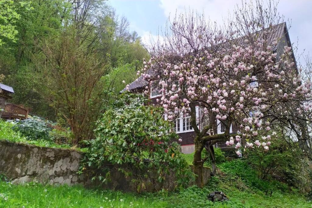 Haus Am Wald Zorge 16+ Gaeste Walkenried 外观 照片