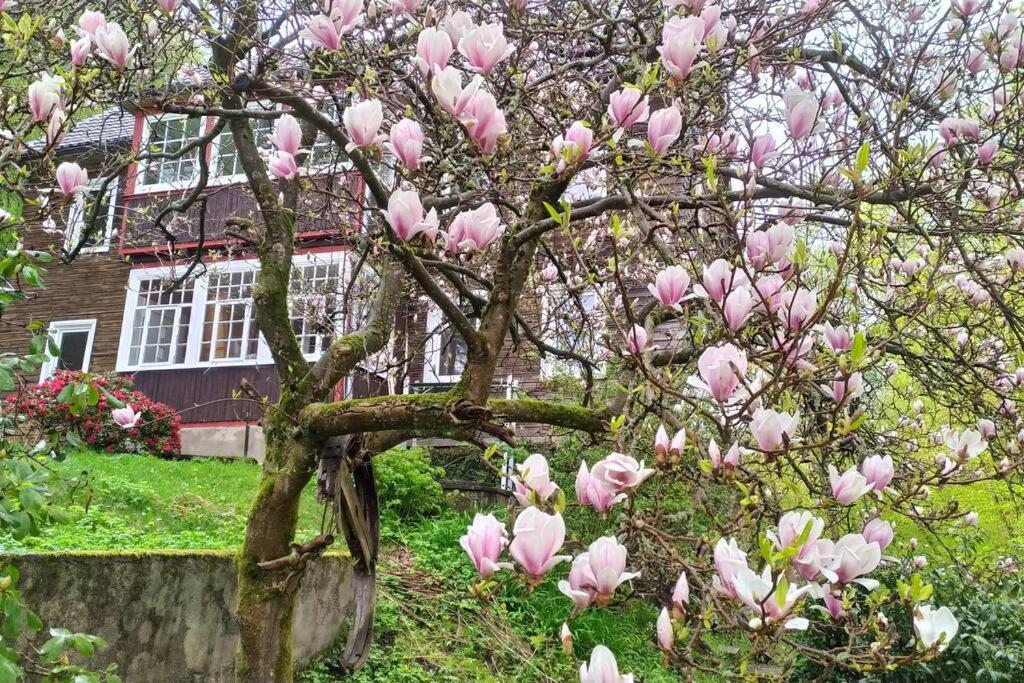 Haus Am Wald Zorge 16+ Gaeste Walkenried 外观 照片